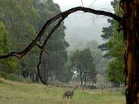 Kangaroo in the mist1516